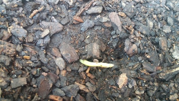 mucuna sloanei may 15