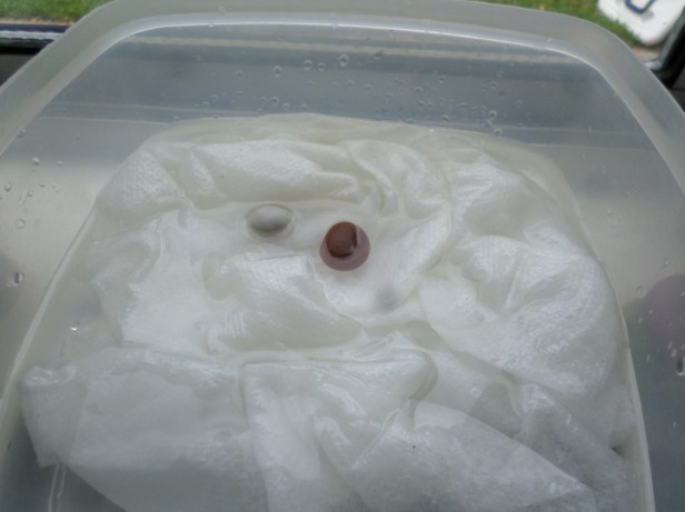 SAMSUNG CAMERA PICTURES