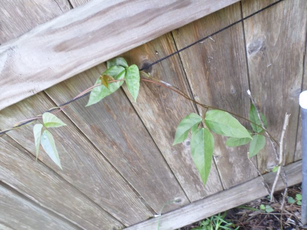 SAMSUNG CAMERA PICTURES